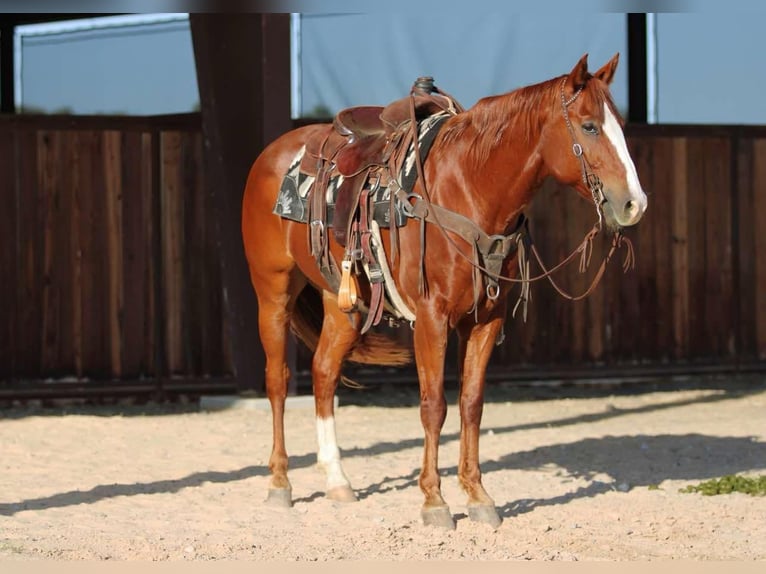 American Quarter Horse Wałach 7 lat 157 cm Ciemnokasztanowata in Lipan TX