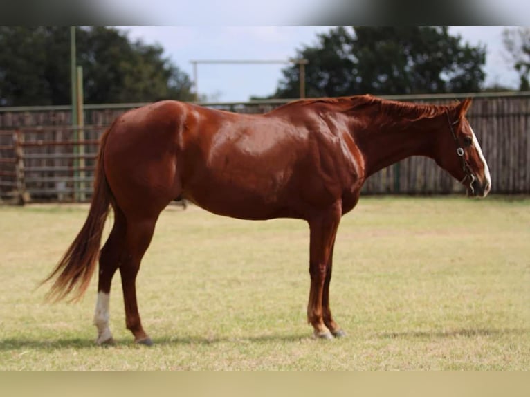 American Quarter Horse Wałach 7 lat 157 cm Ciemnokasztanowata in Lipan TX