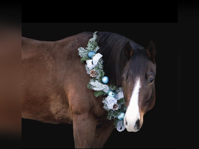 American Quarter Horse Wałach 7 lat 157 cm Gniada in Everett PA