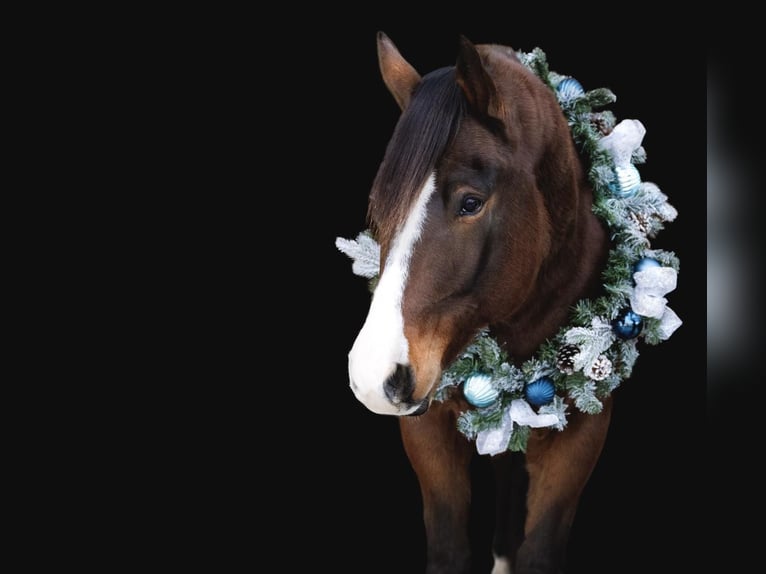 American Quarter Horse Wałach 7 lat 157 cm Gniada in Everett PA