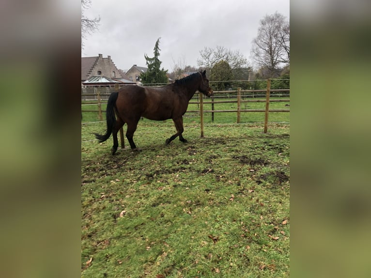 American Quarter Horse Wałach 7 lat 157 cm Gniada in Zonhoven