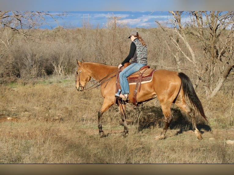 American Quarter Horse Wałach 7 lat 157 cm Jelenia in Brickenridge TX