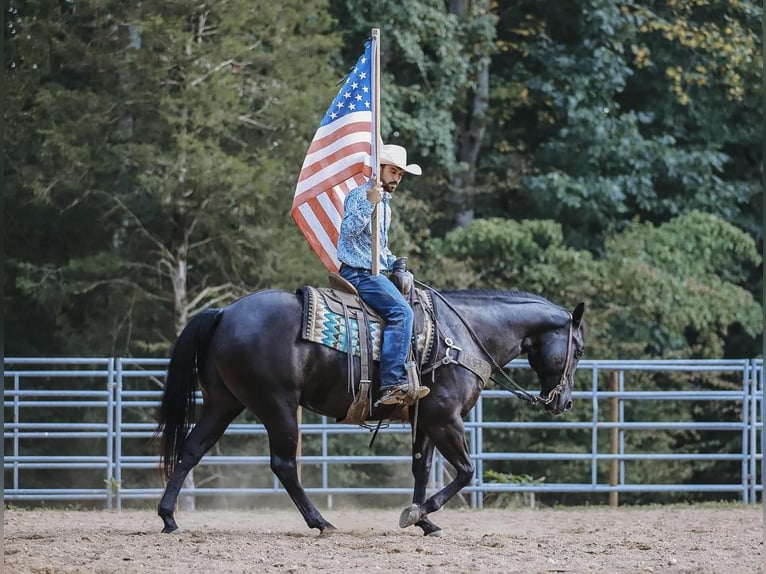 American Quarter Horse Wałach 7 lat 157 cm Kara in Lyles, TN