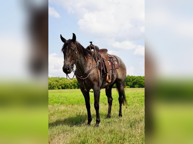 American Quarter Horse Wałach 7 lat 157 cm Karodereszowata in Valley Springs, SD