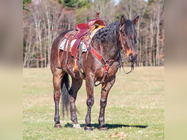 American Quarter Horse Wałach 7 lat 157 cm Karodereszowata in Clarion