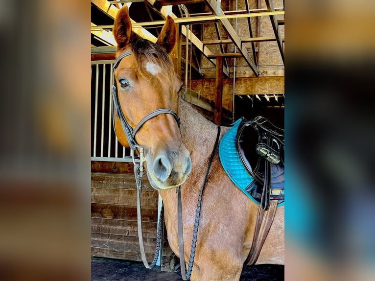 American Quarter Horse Wałach 7 lat 157 cm Kasztanowatodereszowata in Northfield