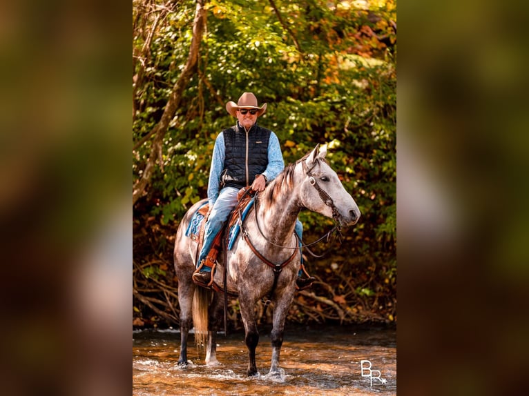 American Quarter Horse Wałach 7 lat 157 cm Siwa jabłkowita in Mountain Grove MO