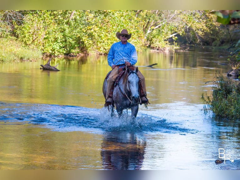 American Quarter Horse Wałach 7 lat 157 cm Siwa jabłkowita in Mountain Grove MO