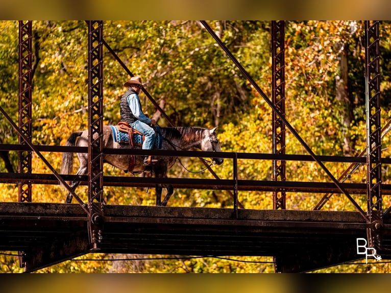 American Quarter Horse Wałach 7 lat 157 cm Siwa jabłkowita in Mountain Grove MO