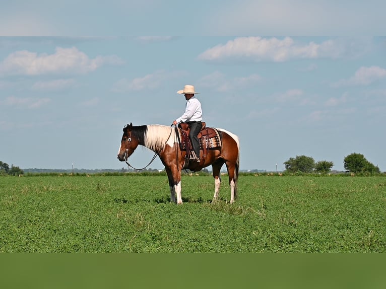 American Quarter Horse Wałach 7 lat 157 cm Tobiano wszelkich maści in Fairbank IA