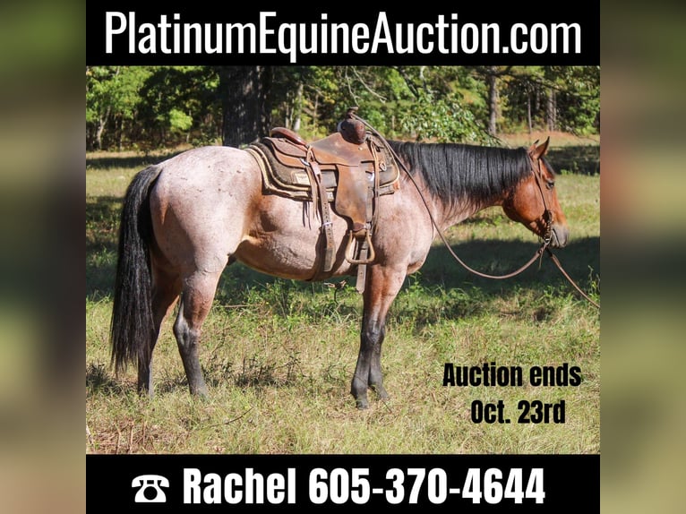 American Quarter Horse Wałach 7 lat 160 cm Gniadodereszowata in Rusk, TX