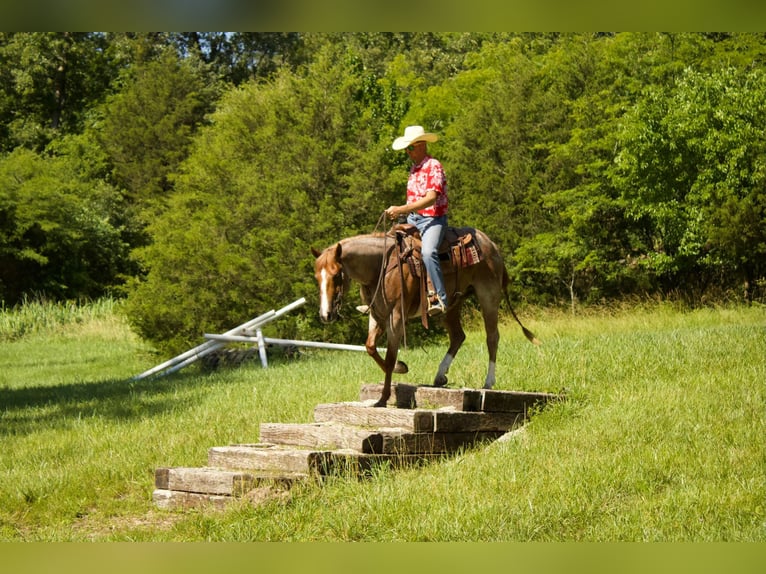 American Quarter Horse Wałach 7 lat 160 cm Kasztanowatodereszowata in PUrdy MO