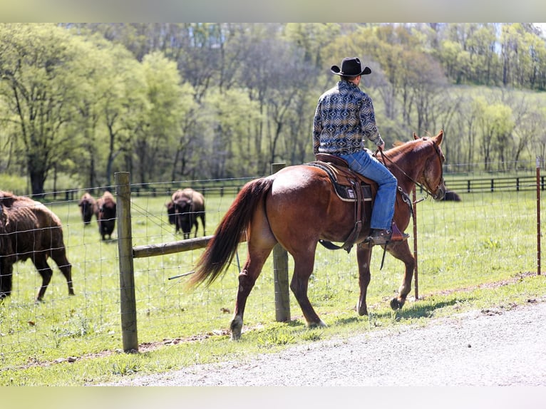 American Quarter Horse Wałach 7 lat 160 cm Kasztanowatodereszowata in Santa Fe. TN