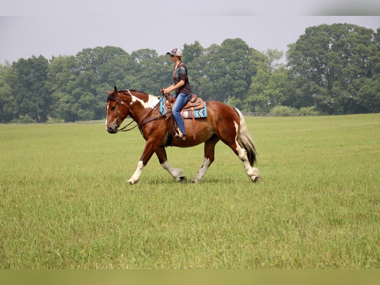 American Quarter Horse Wałach 7 lat 160 cm Tobiano wszelkich maści in Highland MI