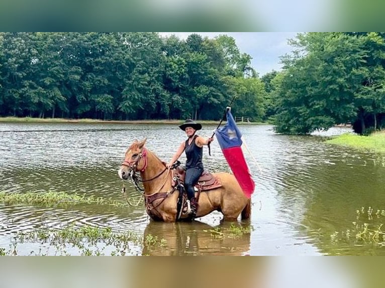 American Quarter Horse Wałach 7 lat 163 cm Bułana in New Summerfield, TX