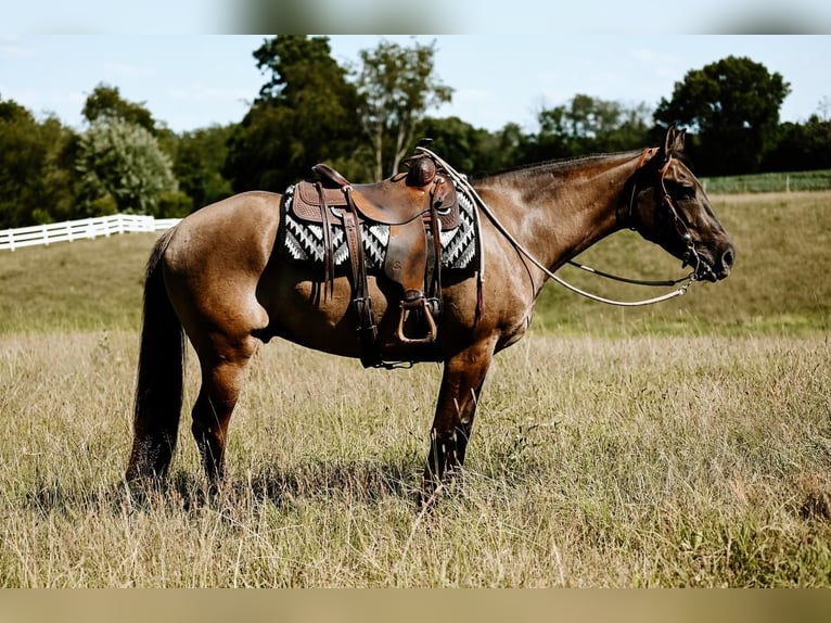 American Quarter Horse Wałach 7 lat 163 cm Grullo in Dalton, OH