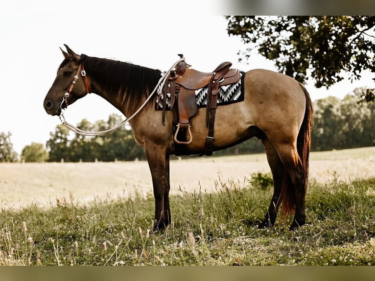 American Quarter Horse Wałach 7 lat 163 cm Grullo in Dalton, OH