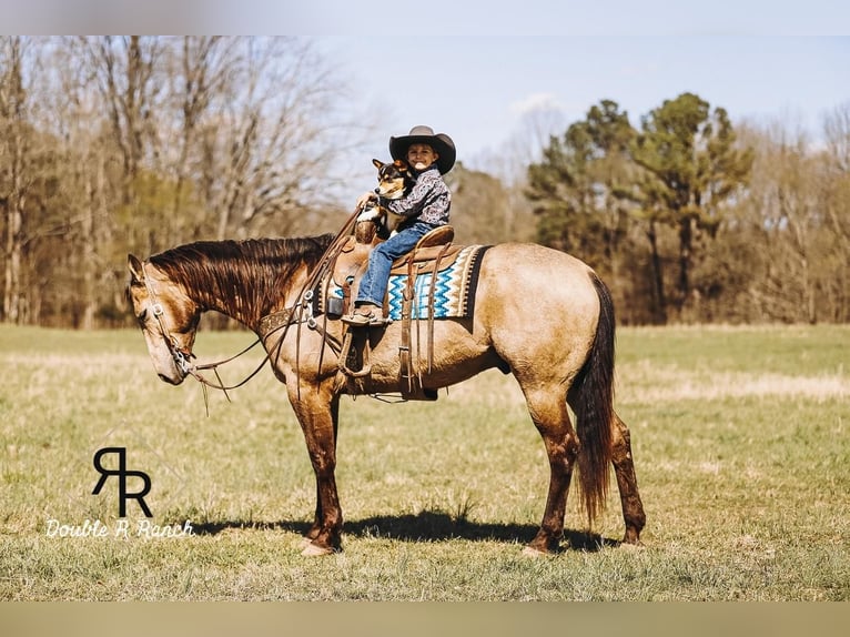 American Quarter Horse Wałach 7 lat 163 cm Jelenia in Lyles, TN