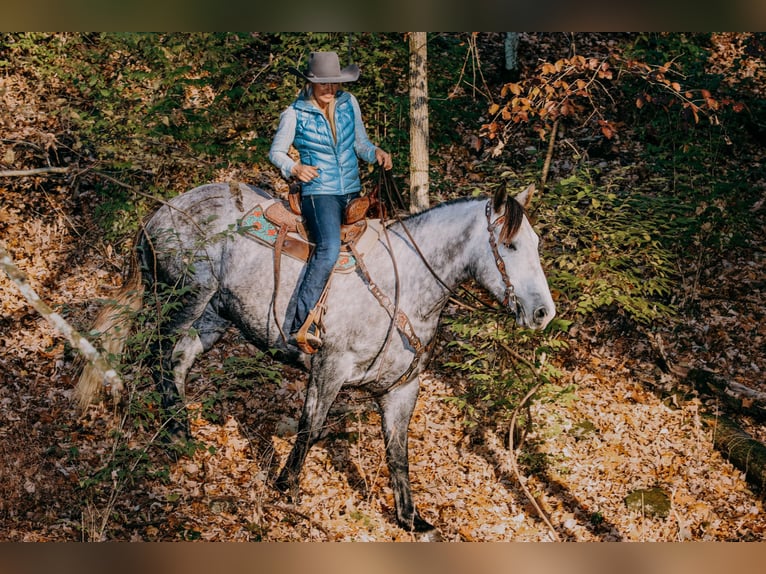 American Quarter Horse Wałach 7 lat 163 cm Siwa jabłkowita in Hillsboro KY