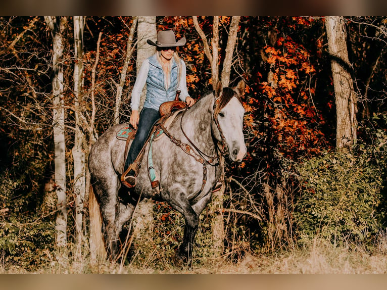 American Quarter Horse Wałach 7 lat 163 cm Siwa jabłkowita in Hillsboro KY