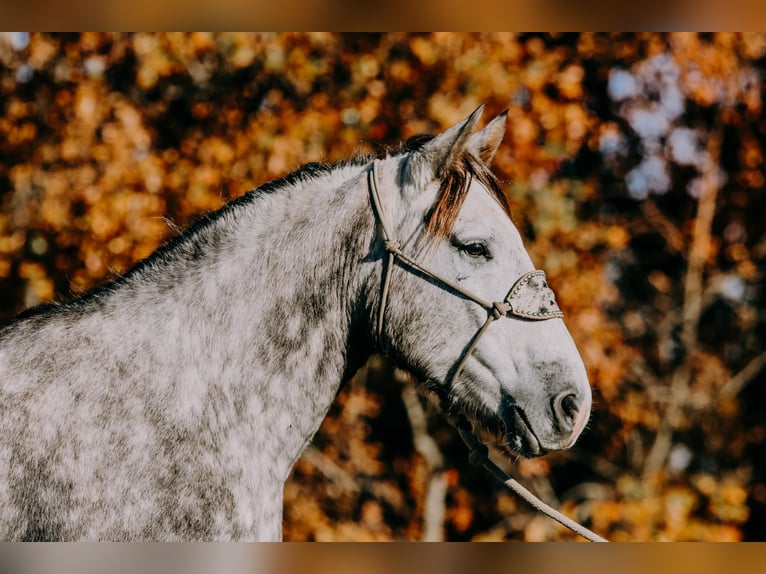 American Quarter Horse Wałach 7 lat 163 cm Siwa jabłkowita in Hillsboro KY