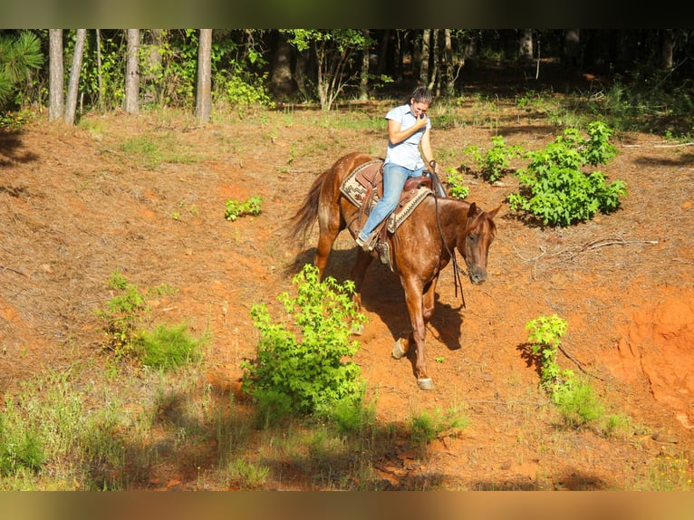 American Quarter Horse Wałach 7 lat 165 cm Kasztanowatodereszowata in Rusk TX