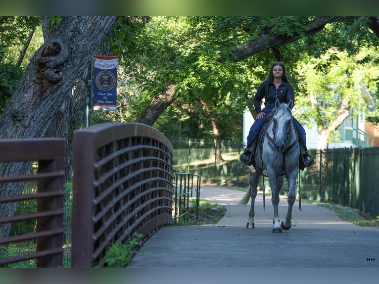 American Quarter Horse Wałach 7 lat 168 cm Siwa in Granbury TX