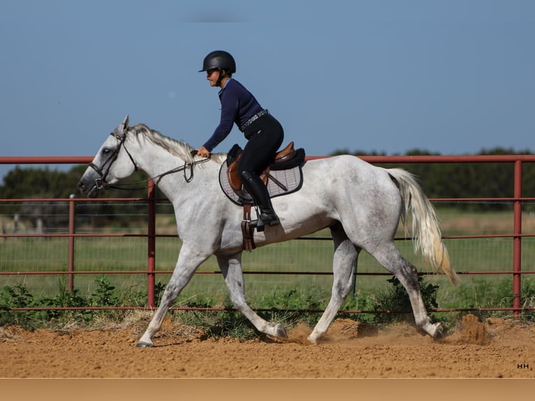 American Quarter Horse Wałach 7 lat 168 cm Siwa in Granbury TX