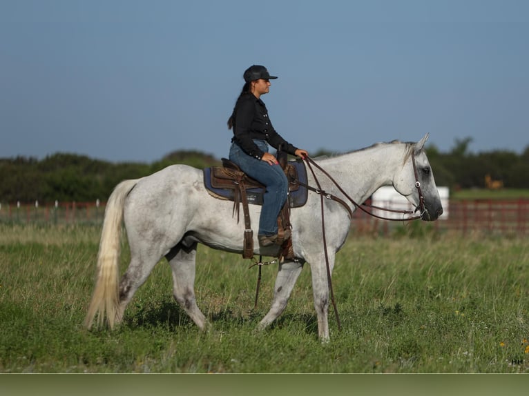 American Quarter Horse Wałach 7 lat 168 cm Siwa in Granbury TX