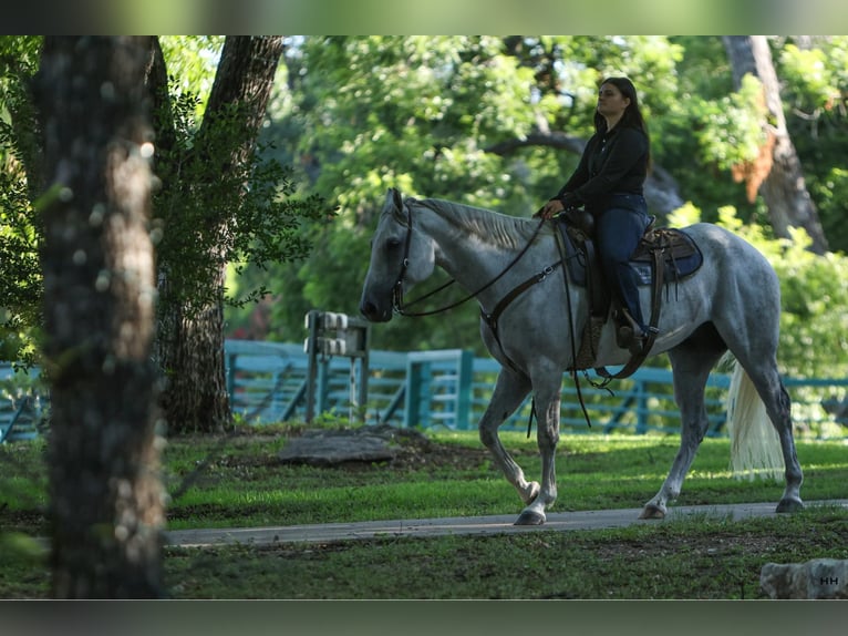 American Quarter Horse Wałach 7 lat 168 cm Siwa in Granbury TX