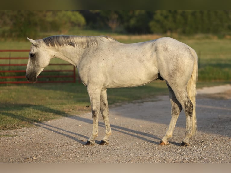 American Quarter Horse Wałach 7 lat 168 cm Siwa in Granbury TX