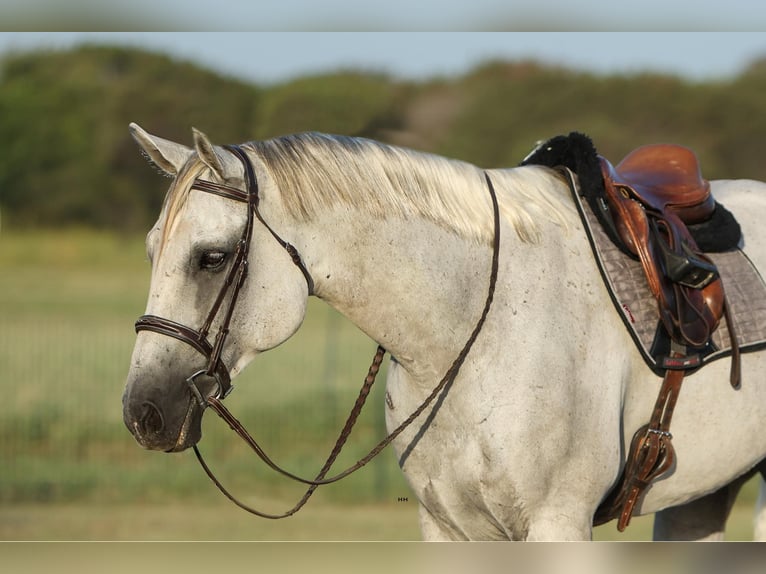 American Quarter Horse Wałach 7 lat 168 cm Siwa in Granbury TX