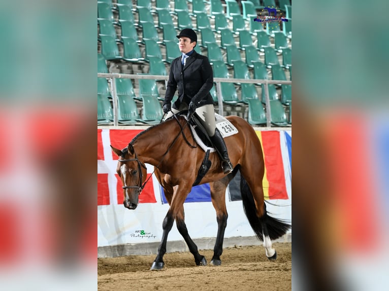 American Quarter Horse Wałach 7 lat 170 cm Gniada in Burgebrach