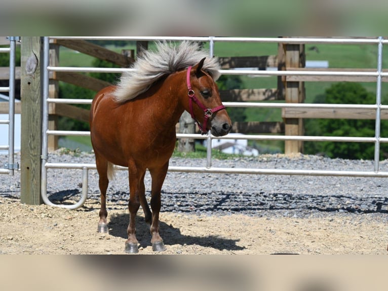American Quarter Horse Wałach 7 lat 99 cm Ciemnokasztanowata in Millersburg OH