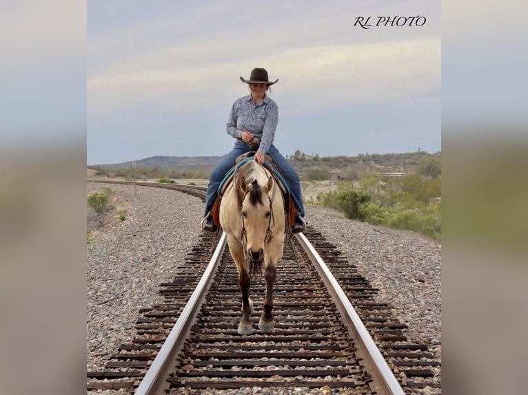 American Quarter Horse Wałach 7 lat Bułana in Congress, AZ