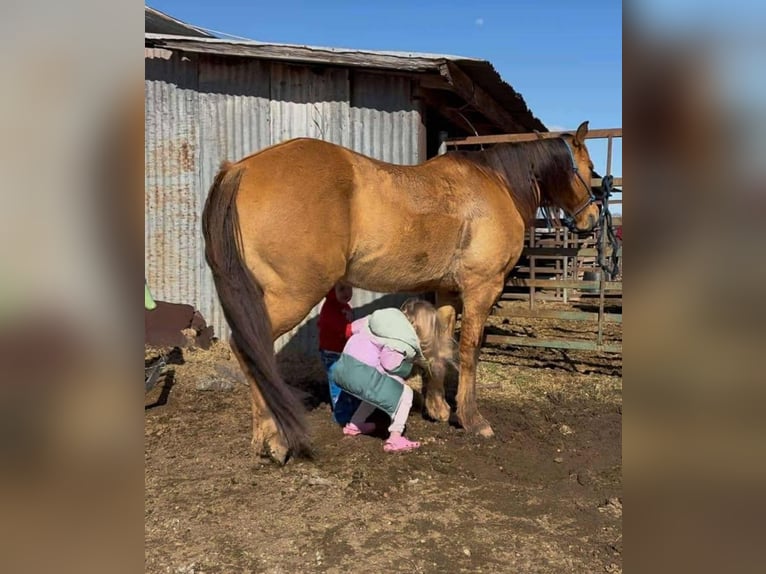 American Quarter Horse Wałach 7 lat Bułana in Stephenville, TX