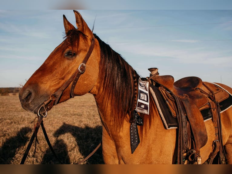 American Quarter Horse Wałach 7 lat Bułana in Stephenville, TX