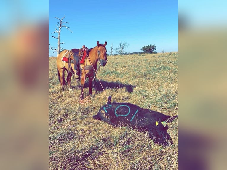 American Quarter Horse Wałach 7 lat Bułana in Stephenville, TX