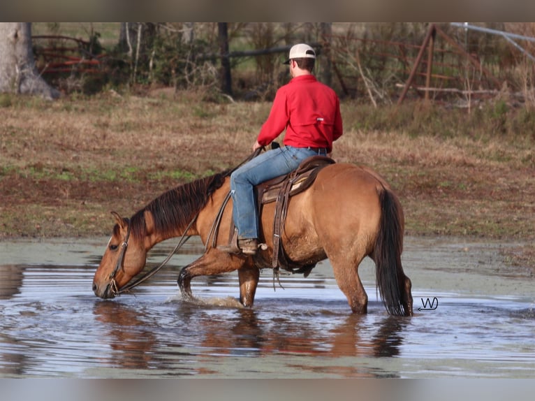 American Quarter Horse Wałach 7 lat Bułana in Carthage TX