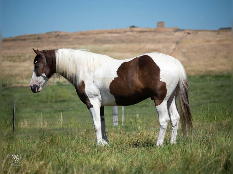 American Quarter Horse Wałach 7 lat Ciemnokasztanowata in Caldweel ID