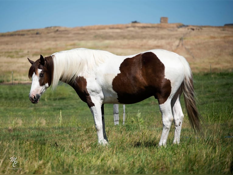 American Quarter Horse Wałach 7 lat Ciemnokasztanowata in Caldweel ID