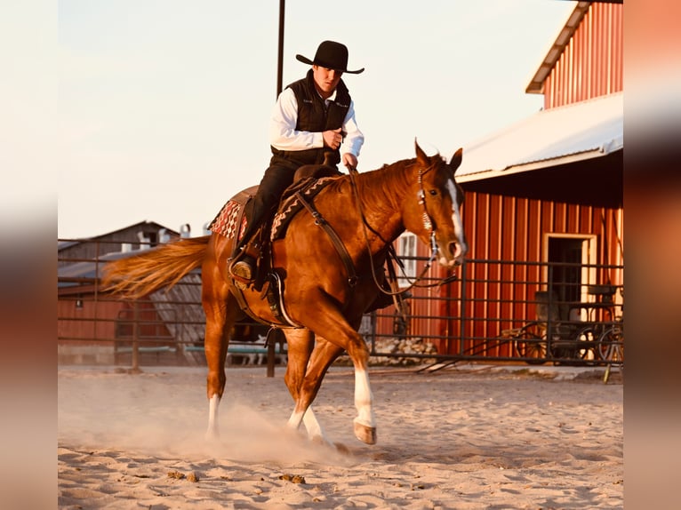 American Quarter Horse Wałach 7 lat Cisawa in Fairbanks IA