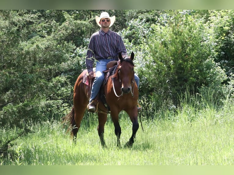 American Quarter Horse Wałach 7 lat Gniada in Mt Vernon, MO