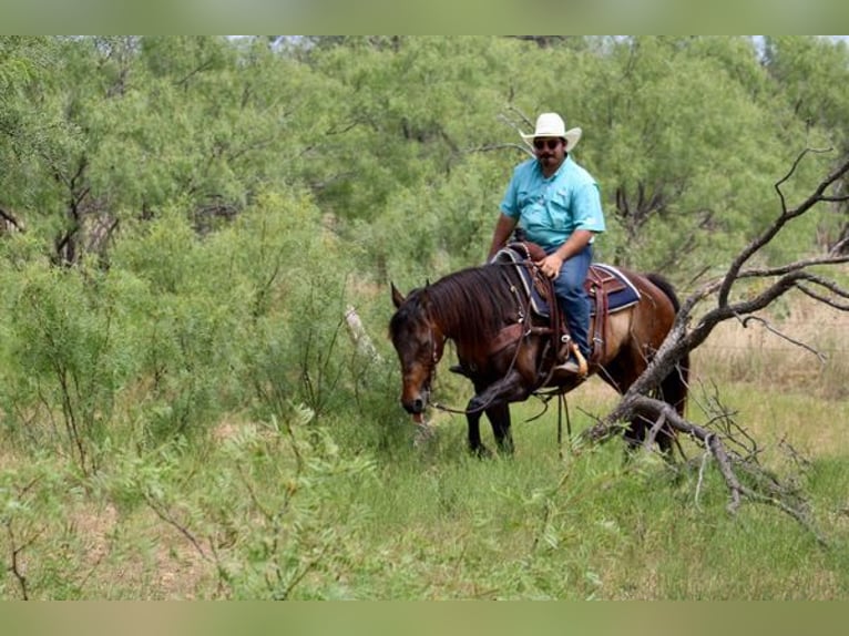 American Quarter Horse Wałach 7 lat Gniada in Stephenville TX
