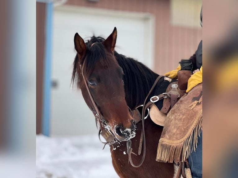 American Quarter Horse Wałach 7 lat Gniada in Ashland, OH