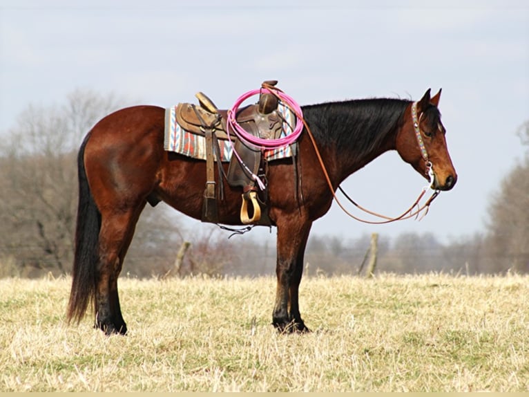 American Quarter Horse Wałach 7 lat Gniada in Brodhead KY