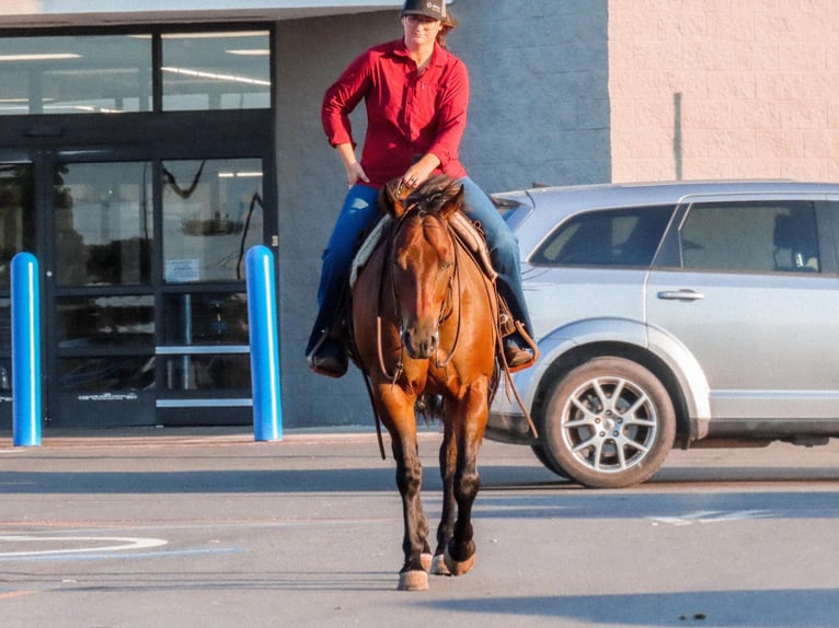 American Quarter Horse Wałach 7 lat Gniada in Stephenville, TX