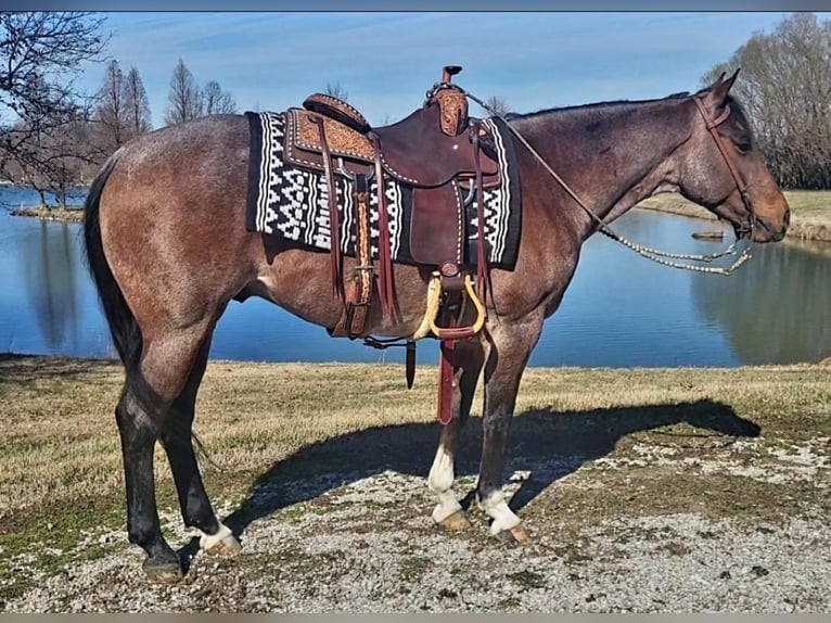 American Quarter Horse Wałach 7 lat Gniadodereszowata in Robards, KY