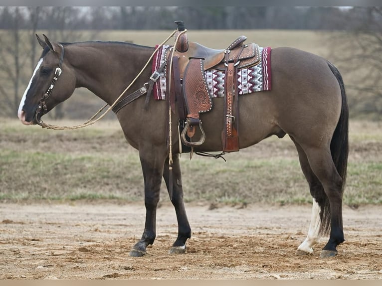 American Quarter Horse Wałach 7 lat Grullo in Jackson, OH