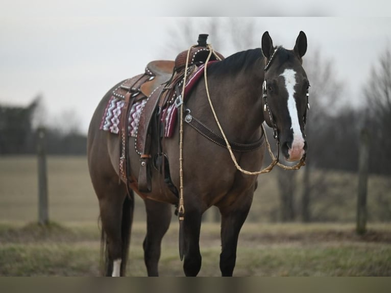 American Quarter Horse Wałach 7 lat Grullo in Jackson, OH